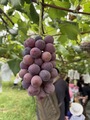 🍇家庭教育学級　ぶどう狩り🍇